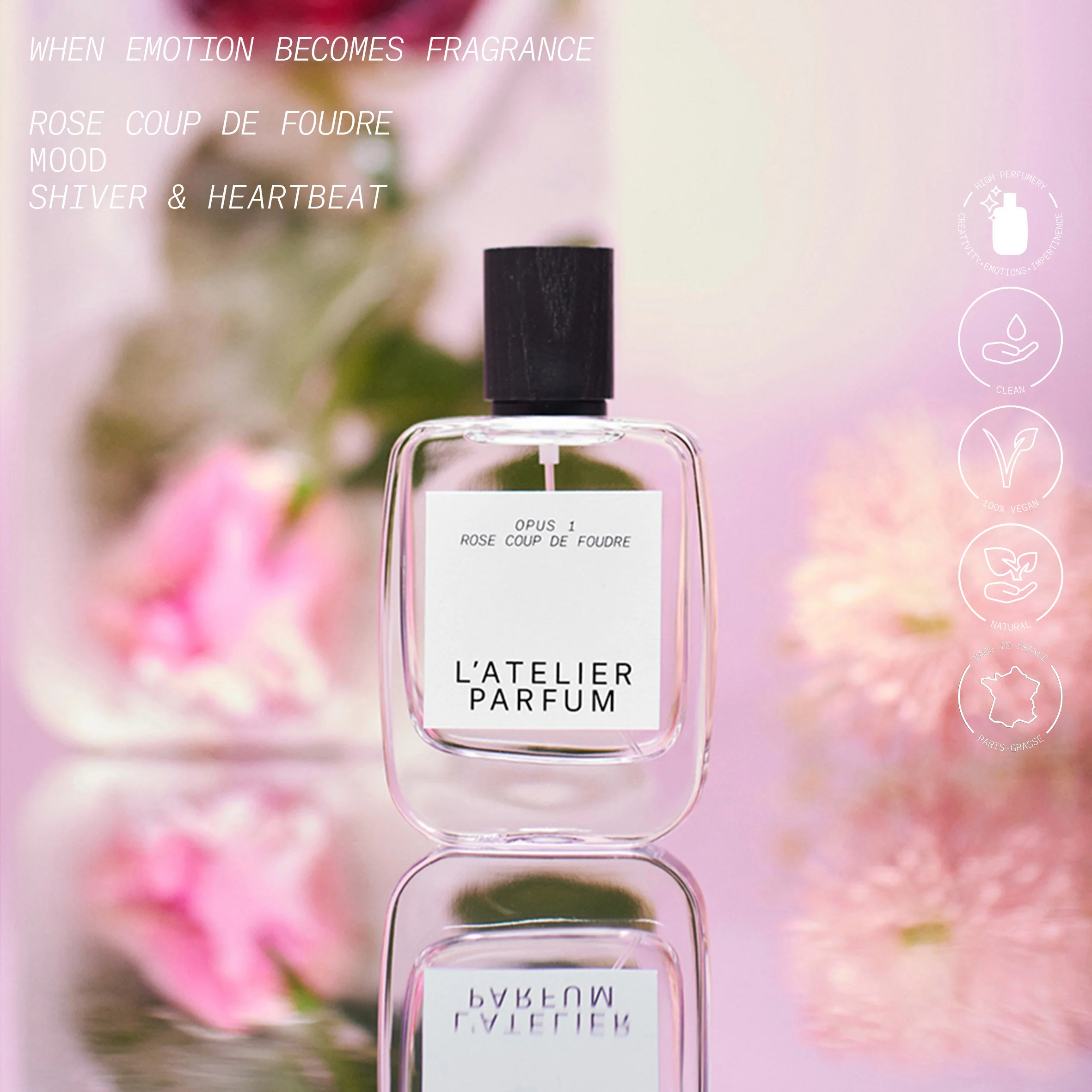 Rose Coup de Foudre